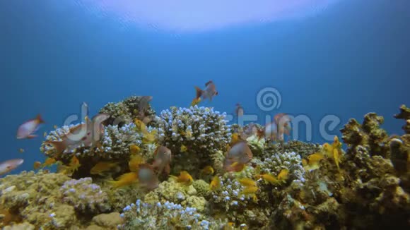水下场景海洋生物视频的预览图