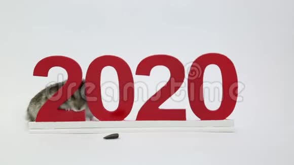 白鼠是2020年来年的象征视频的预览图