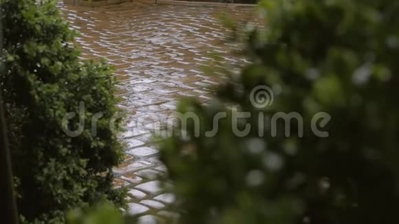 雨点倾泻在柏木的绿色灌木上视频的预览图