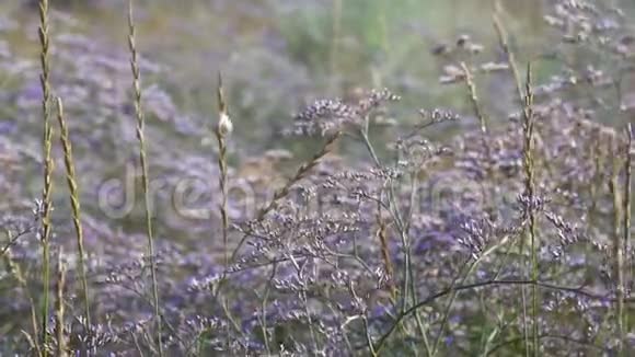 田野里紫罗兰花在风中摇曳视频的预览图