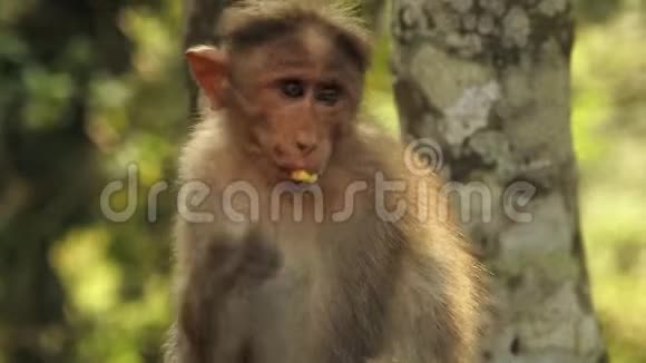 一只花猴在印度森林里吃东西视频的预览图