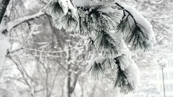 冬天大雪覆盖的松枝视频的预览图