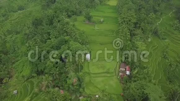 梯田空中景观上的绿色稻田印尼巴厘岛的无人机种植水稻农业和视频的预览图