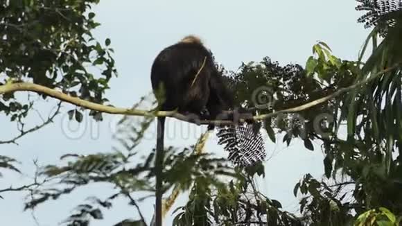 一只成年的花猴在树枝上平衡视频的预览图