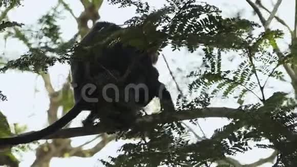 印度的两只花猴穿越树木视频的预览图