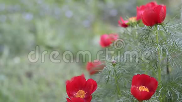 薄叶红牡丹春暖花开视频的预览图