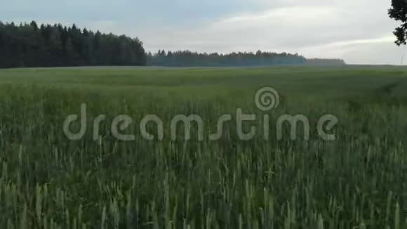 鸟瞰田野播种小麦谷物植物在远处你可以看到雾中的针叶林视频的预览图