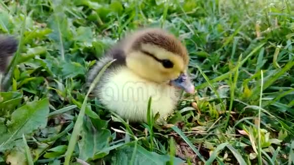 绿草上的小鸭子莫斯科的鸭子小鸡视频的预览图