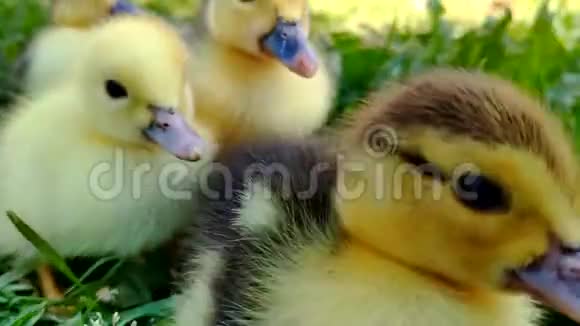 绿草上的小鸭子莫斯科的鸭子小鸡视频的预览图