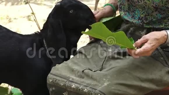 一位年老的妇女在喂小山羊视频的预览图