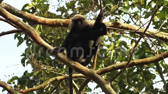 在印度的一棵树上放松的花钱视频的预览图