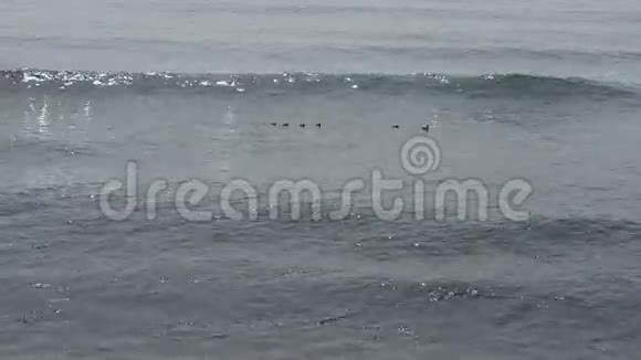 鸟在海上浪1视频的预览图