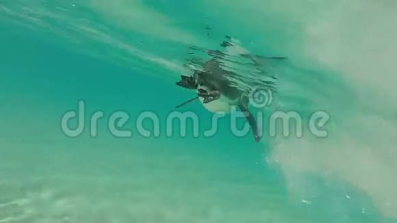 加拉帕戈斯企鹅在水下游泳加拉加斯厄瓜多尔视频的预览图