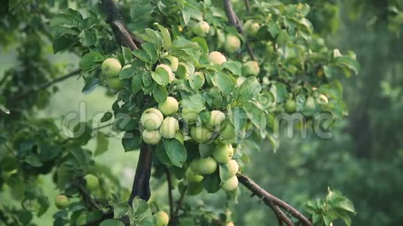 绿苹果雨后滴在树上视频的预览图