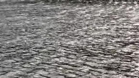 无叶的树在河中背景是槌视频的预览图