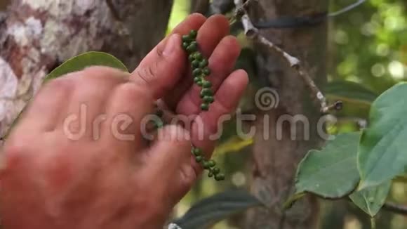 辣椒树树枝垂直悬挂视频的预览图