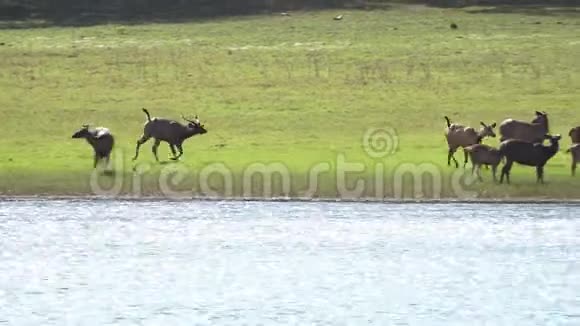 吠鹿在印度喀拉拉邦的河岸边散步和饮水视频的预览图
