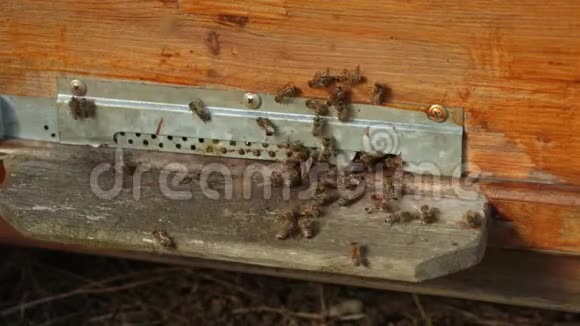 特写许多蜜蜂在木蜂窝口附近飞翔蜜蜂爬出来爬进蜂巢视频的预览图