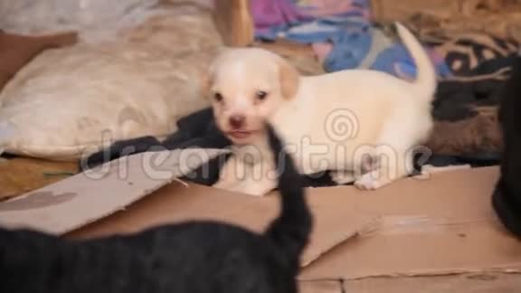 小狗狗犬宠物动物视频的预览图