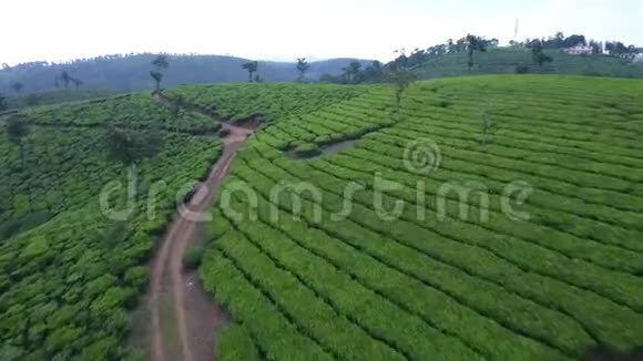 飞越绿茶覆盖的山丘喀拉拉邦印度视频的预览图