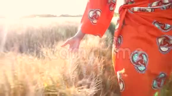 非洲妇女穿着传统服装用手感受日落或日出时非洲农田里的庄稼小麦或大麦视频的预览图