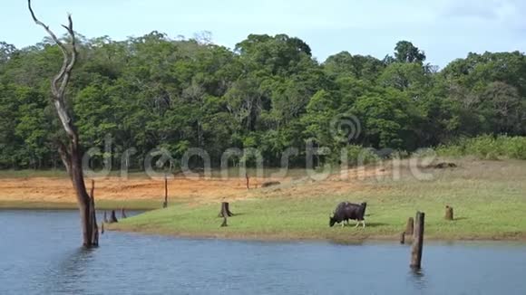 在印度喀拉拉邦的河岸上行走的一只牛视频的预览图
