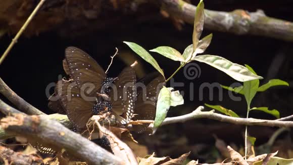 一群蝴蝶试图从庞四达的矿物中获取一些食物视频的预览图