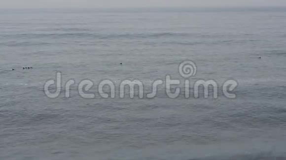 鸟在海上浪2视频的预览图