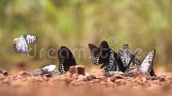 一群蝴蝶试图从庞四达的矿物和污水中获取一些食物视频的预览图