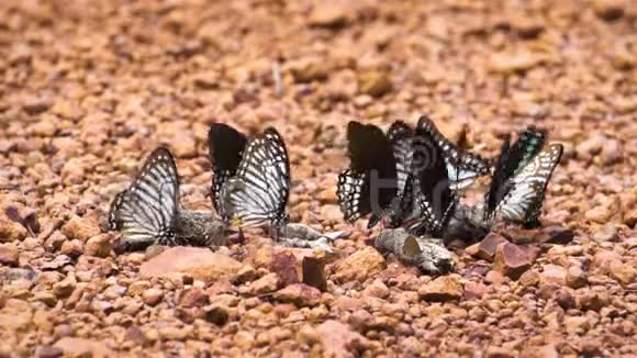 一群蝴蝶试图从庞四达的矿物和污水中获取一些食物视频的预览图