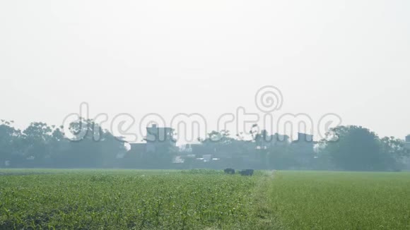 农民在亚洲的田地里收割庄稼视频的预览图