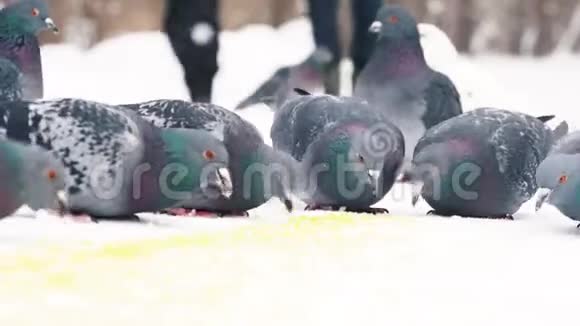 特写灰鸽子在雪地里吃粮在冬季公园附近行走的人城市的鸟视频的预览图