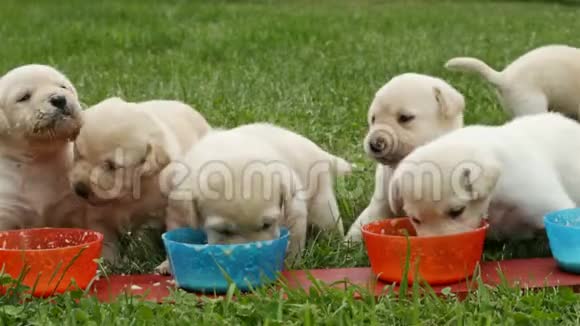 拉布拉多猎犬幼犬吃完食物视频的预览图