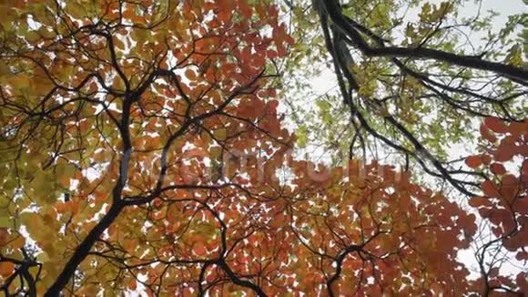 旋转透过金色的视野观赏秋日视频的预览图
