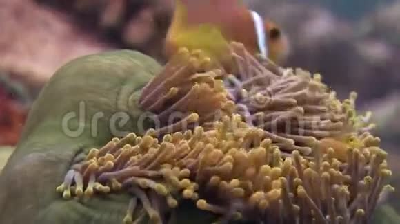 在马尔代夫野生动物的海底海葵和小丑鱼被封闭在水下视频的预览图