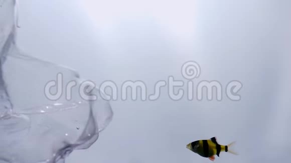 鱼的特写镜头在泥泞的水中游泳一个塑料瓶漂浮在海洋中环境视频的预览图