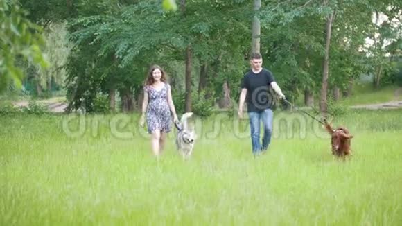 一对夫妇带着宠物狗在公园散步爱尔兰赛特犬和哈士奇视频的预览图