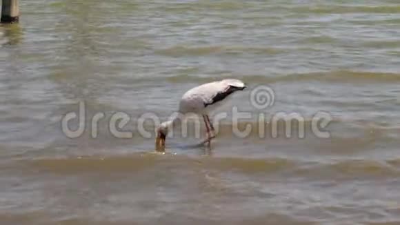 黄嘴鹳在水中寻找鱼视频的预览图