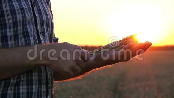 日落或日出时一个人手里握着金色的成熟的麦穗农业的概念视频的预览图