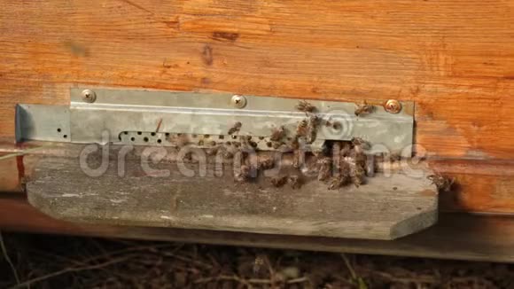 特写许多蜜蜂在木蜂窝口附近飞翔蜜蜂爬出来爬进蜂巢视频的预览图