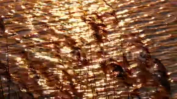 日落和芦苇视频的预览图