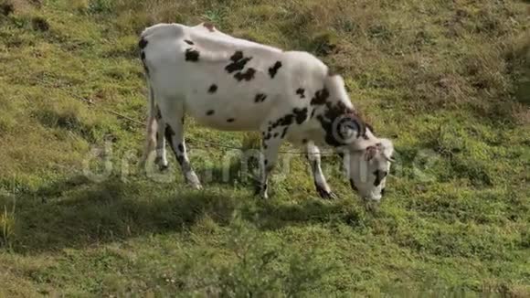 牛在山野上放牧视频的预览图