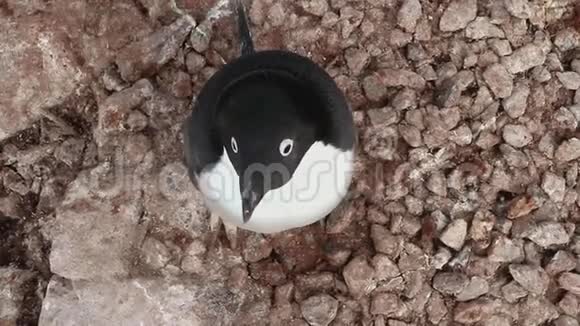 从上面看阿黛丽企鹅它在夏天的一个空巢附近视频的预览图