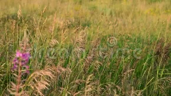 成熟的燕麦和盛开的莎莉在夕阳的灯光下俄罗斯的性质视频的预览图