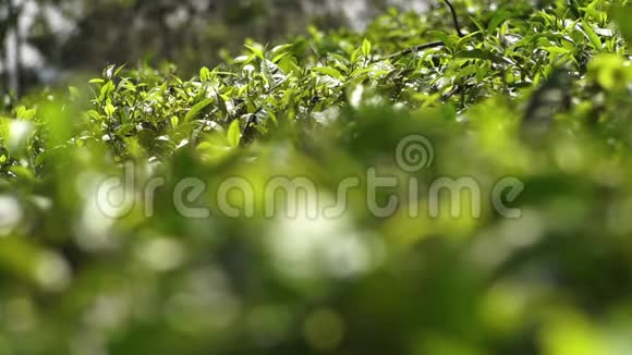 印度种植园的模糊叶子视频的预览图