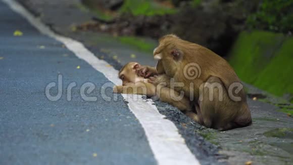 猴子妈妈带着孩子坐在路上视频的预览图