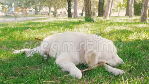 可爱的猎犬拉布拉多犬视频的预览图
