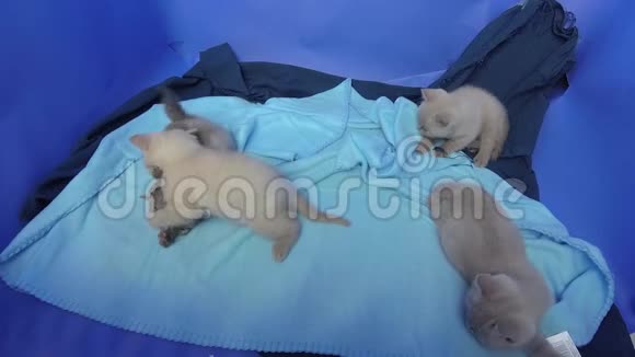 一只英国的小猫在蓝色的床单上玩耍视频的预览图