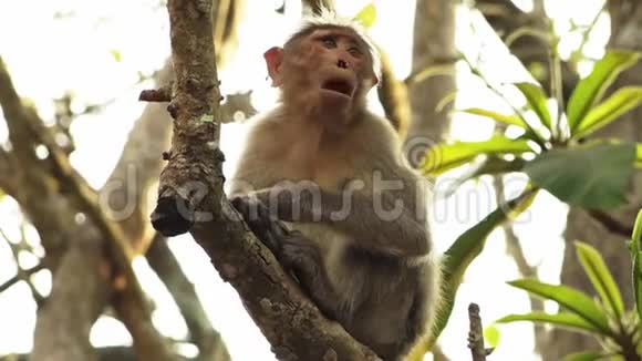 印度喀拉拉邦的一只天篷猕猴的特写视频的预览图