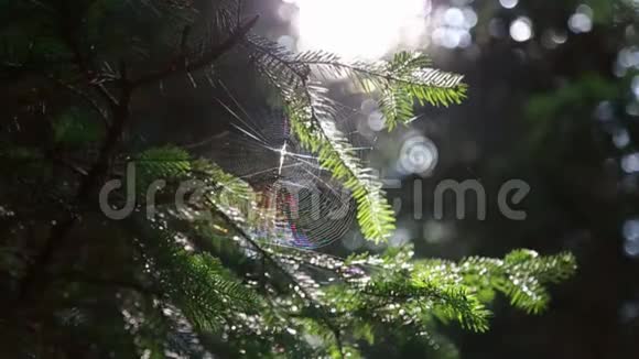 在森林里蜘蛛网和一只蜘蛛在阳光的背景下视频的预览图